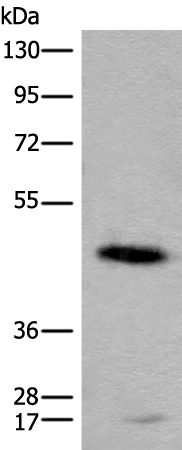 Anti-Cell Adhesion Molecule 2 Rabbit Polyclonal Antibody