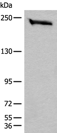 Anti-CEP170 Rabbit Polyclonal Antibody