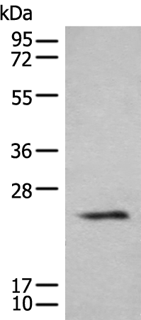 Anti-BHLHA9 Rabbit Polyclonal Antibody