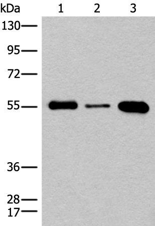 Anti-CNOT4 Rabbit Polyclonal Antibody