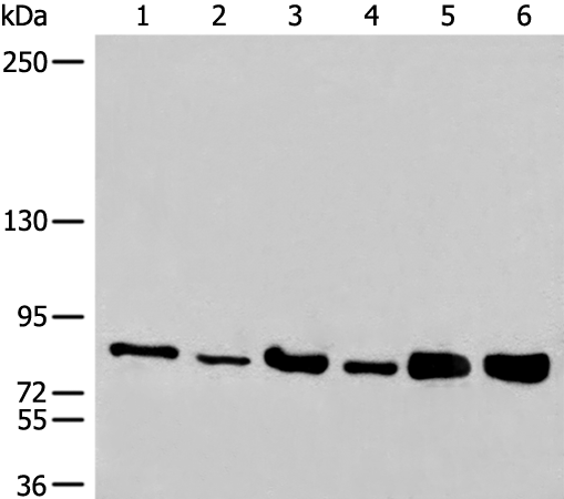 Anti-CBP80 Rabbit Polyclonal Antibody
