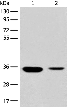 Anti-RGN Rabbit Polyclonal Antibody