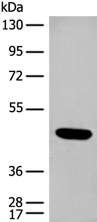 Anti-CCNJ Rabbit Polyclonal Antibody
