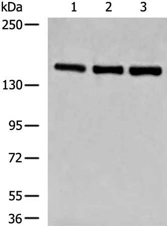 Anti-Lipin 1 Rabbit Polyclonal Antibody