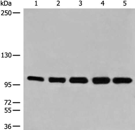 Anti-MSH2 Rabbit Polyclonal Antibody