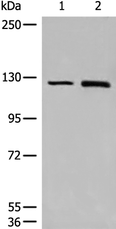 Anti-CLIP2 Rabbit Polyclonal Antibody