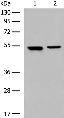 Anti-Cytochrome P450 2A13 Rabbit Polyclonal Antibody