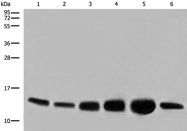 Anti-Cytochrome C Oxidase subunit Vic Rabbit Polyclonal Antibody