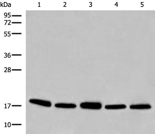 Anti-H2BC1 Rabbit Polyclonal Antibody