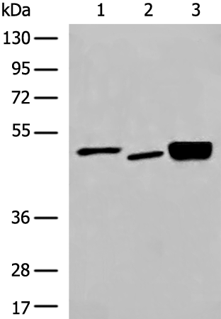 Anti-DMTN Rabbit Polyclonal Antibody