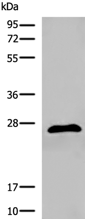 Anti-DGCR6 Rabbit Polyclonal Antibody