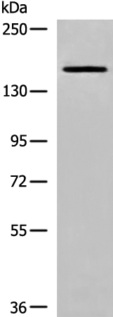 Anti-DIP2 Homolog B Rabbit Polyclonal Antibody