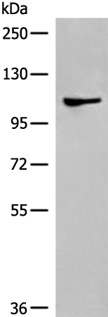 Anti-DLGAP4 Rabbit Polyclonal Antibody