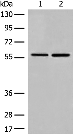 Anti-DMAP1 Rabbit Polyclonal Antibody