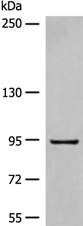 Anti-DMGDH Rabbit Polyclonal Antibody