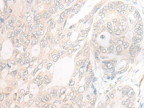 Anti-DNAJC9 Rabbit Polyclonal Antibody