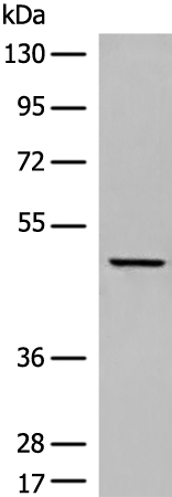 Anti-DUSP5 Rabbit Polyclonal Antibody