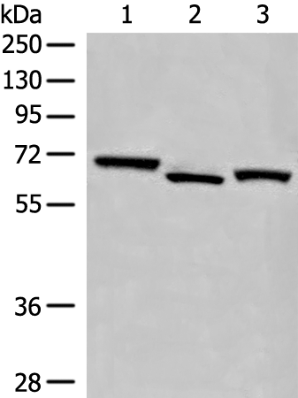 Anti-EEPD1 Rabbit Polyclonal Antibody