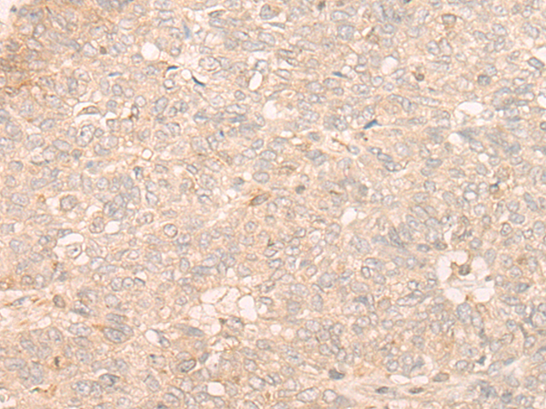 Anti-eIF3J Rabbit Polyclonal Antibody