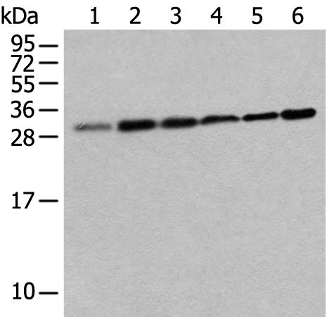 Anti-eIF3J Rabbit Polyclonal Antibody