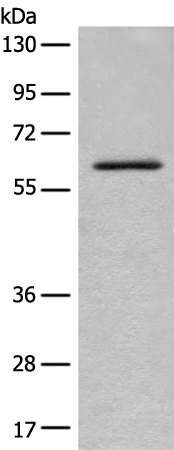 Anti-ENO4 Rabbit Polyclonal Antibody
