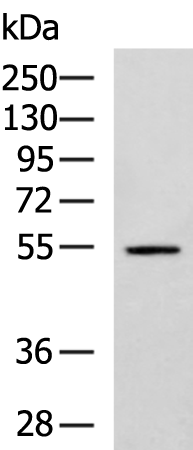 Anti-PROC Rabbit Polyclonal Antibody