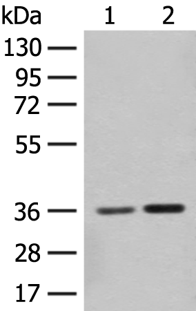 Anti-SLC25A27 Rabbit Polyclonal Antibody