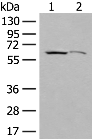 Anti-EXOSC9 Rabbit Polyclonal Antibody