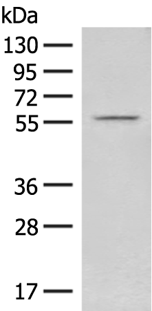 Anti-FAM155B Rabbit Polyclonal Antibody