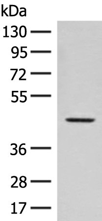Anti-FAM50A Rabbit Polyclonal Antibody