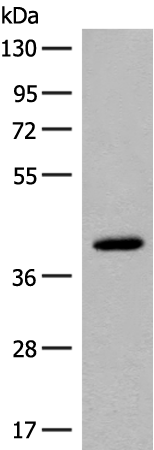 Anti-FCGRT Rabbit Polyclonal Antibody