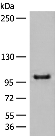 Anti-CTDP1 Rabbit Polyclonal Antibody