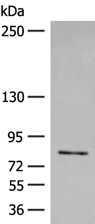Anti-FGD3 Rabbit Polyclonal Antibody