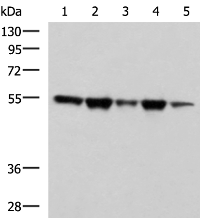 Anti-FKBP5 Rabbit Polyclonal Antibody