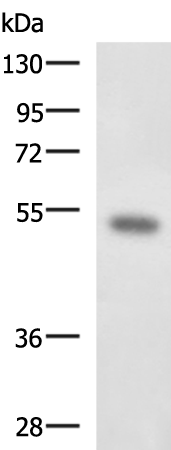 Anti-FOXQ1 Rabbit Polyclonal Antibody