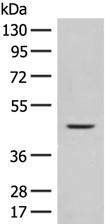 Anti-FUT10 Rabbit Polyclonal Antibody