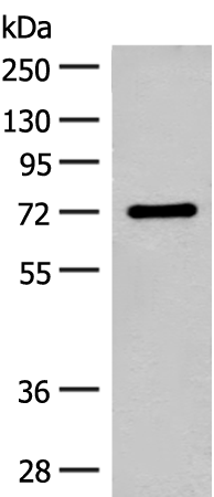 Anti-SLC6A11 Rabbit Polyclonal Antibody