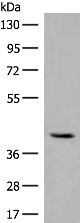Anti-GBGT1 Rabbit Polyclonal Antibody
