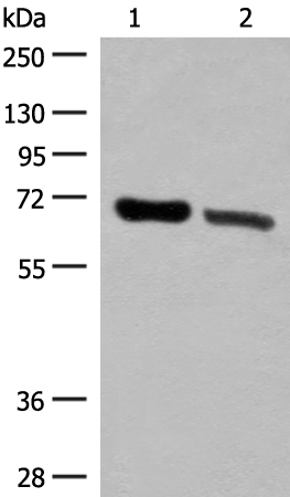 Anti-TRIM8 Rabbit Polyclonal Antibody