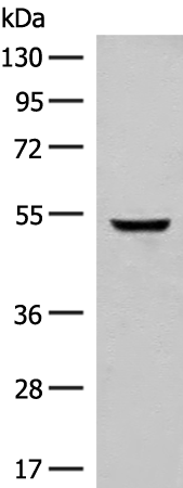 Anti-GLCCI1 Rabbit Polyclonal Antibody