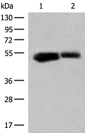 Anti-Glutamate Dehydrogenase 1 Rabbit Polyclonal Antibody