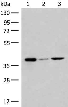 Anti-GP6 Rabbit Polyclonal Antibody
