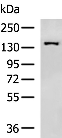 Anti-GOLGA3 Rabbit Polyclonal Antibody