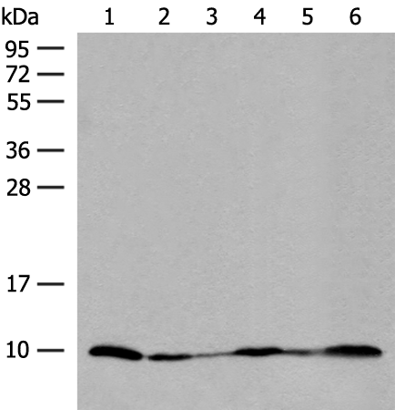 Anti-ROMO1 Rabbit Polyclonal Antibody
