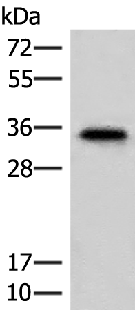Anti-MS4A1 Rabbit Polyclonal Antibody