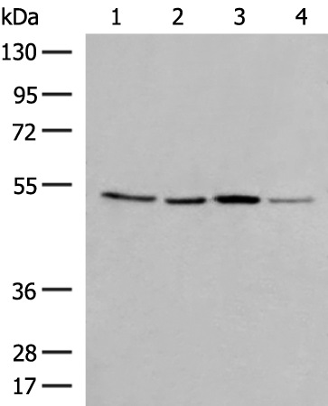 Anti-GPR137 Rabbit Polyclonal Antibody