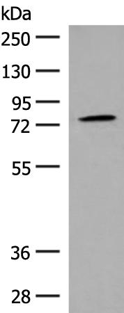 Anti-GPR149 Rabbit Polyclonal Antibody