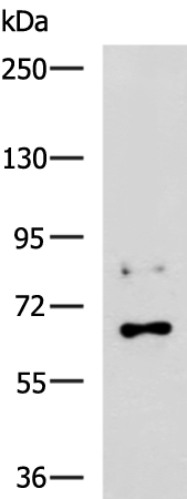 Anti-GRHL1 Rabbit Polyclonal Antibody