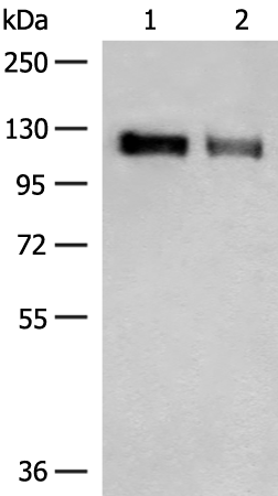 Anti-GRIK3 Rabbit Polyclonal Antibody