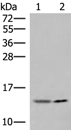 Anti-Guanylate Cyclase Activator 2A Rabbit Polyclonal Antibody